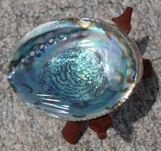 Abalone Shell w/ Stand Bundle