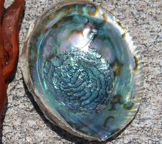 Abalone Shell