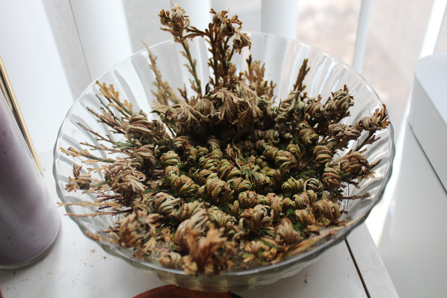 Rose of Jericho