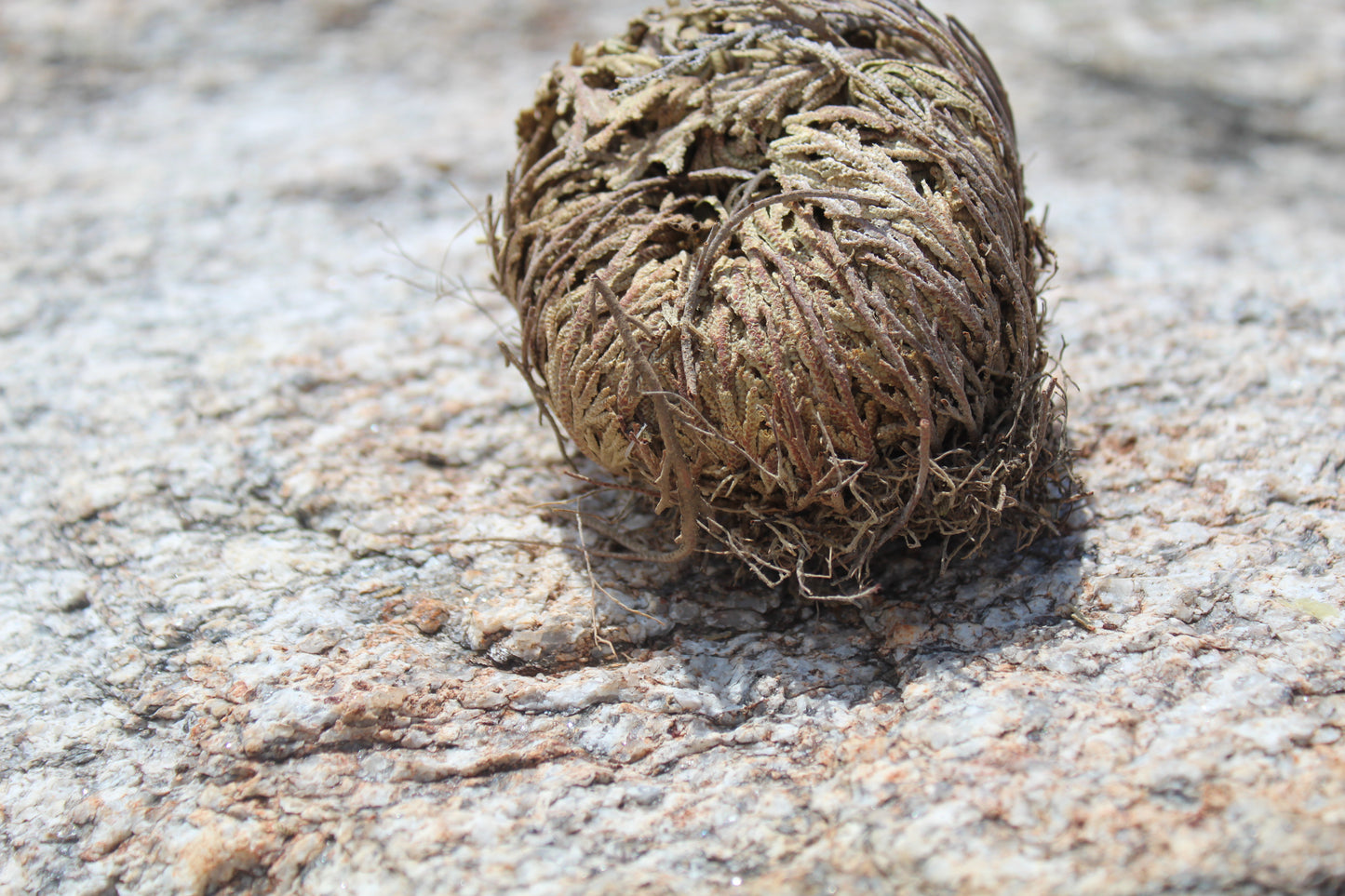 Rose of Jericho